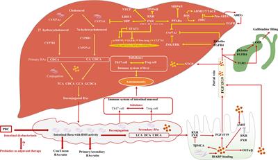 Primary biliary cholangitis: molecular pathogenesis perspectives and therapeutic potential of natural products